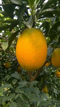 臍橙