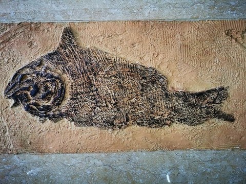 魚(yú)化石
