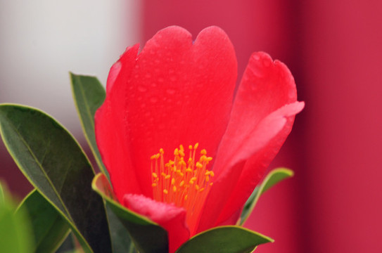 茶花