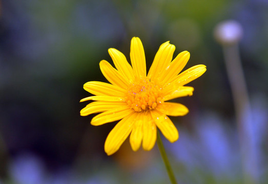 小黃花