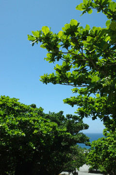 綠葉和藍天