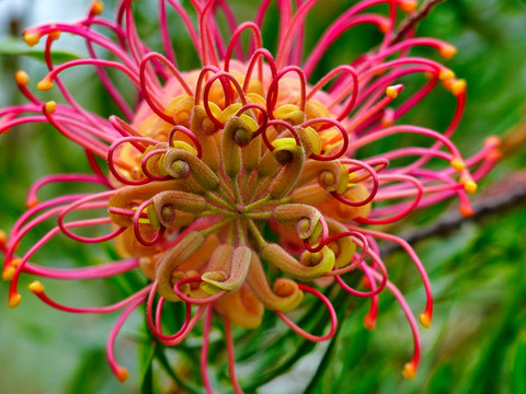 紅花銀樺