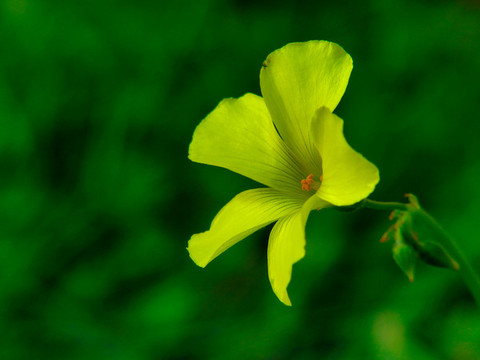 黃花酢漿草