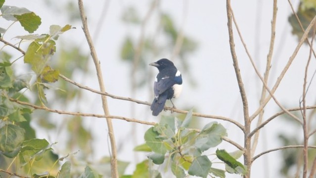 花喜鵲