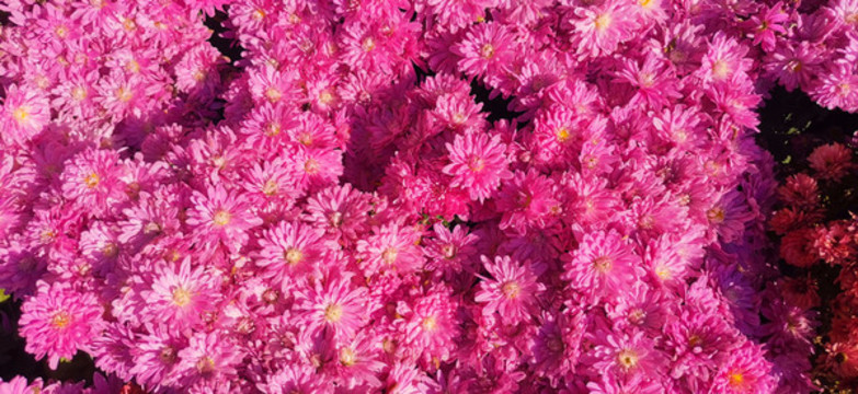 菊花