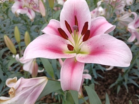 百合花