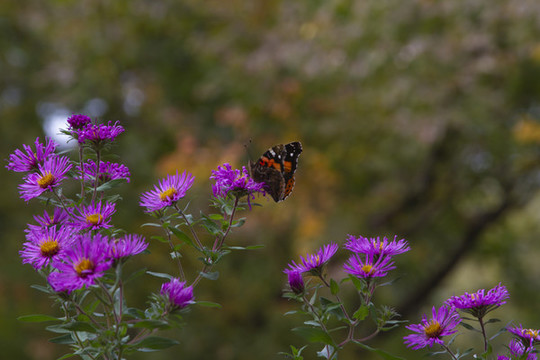 高山紫菀