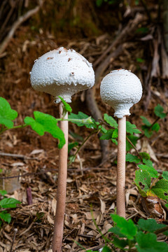 野蘑菇