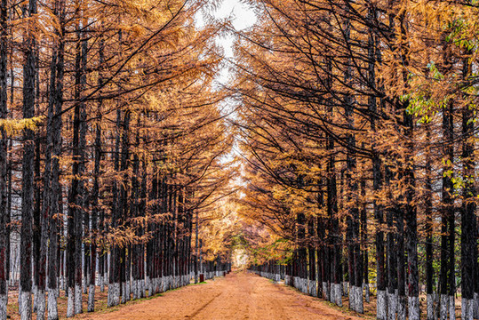 秋天的中國長春百木園景觀