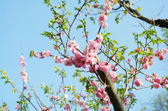 桃花