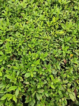 杜鵑花綠葉背景
