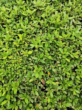 綠葉