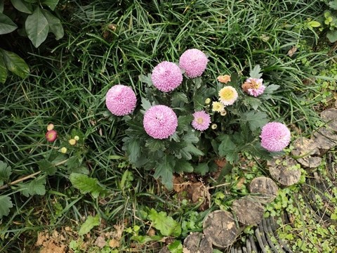 紫色馬蘭頭花