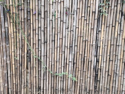 竹子紋理大圖