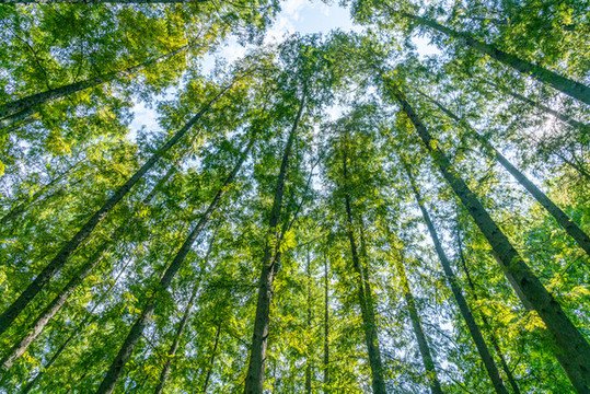 樹林天空