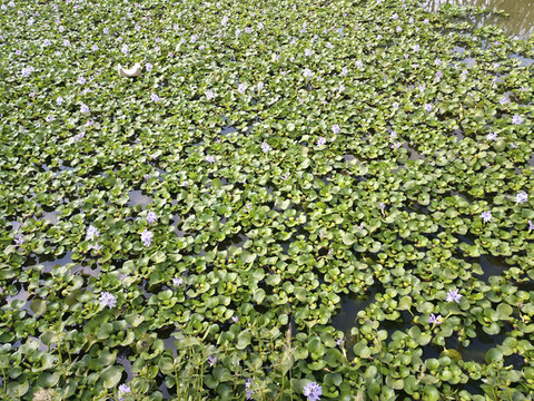 水葫蘆花