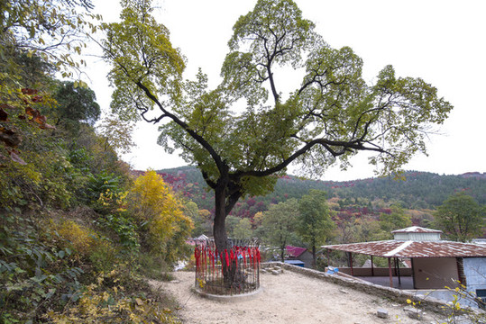 濟(jì)南捎近村降龍木周圍好風(fēng)光