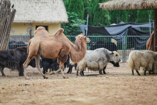 動(dòng)物園里的雙峰駱駝