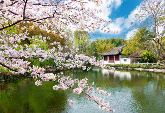 上海古猗園櫻花與園林