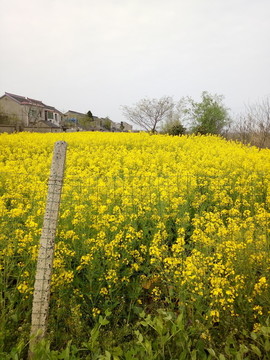 油菜花