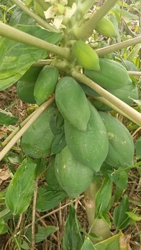 木瓜