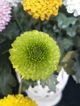 綠色的菊花