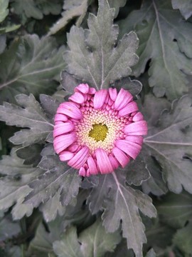 粉紅色的菊花