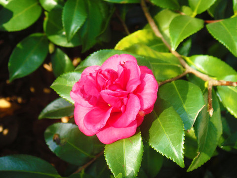 山茶花
