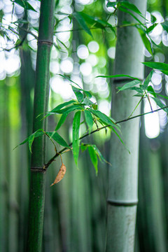 竹枝