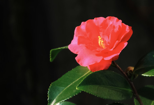 茶花