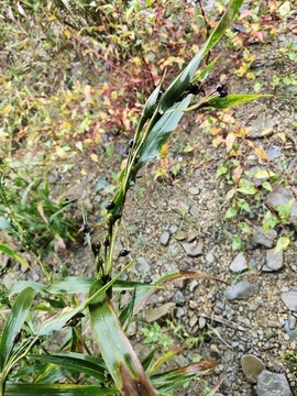 薏苡一枝獨(dú)秀