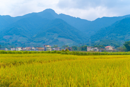 鄉(xiāng)村稻田