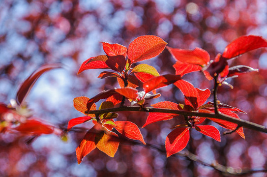 紅葉