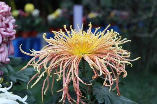 觀賞菊花