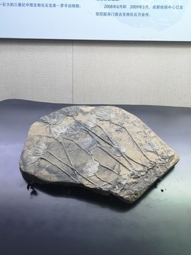 創(chuàng)孔海百合