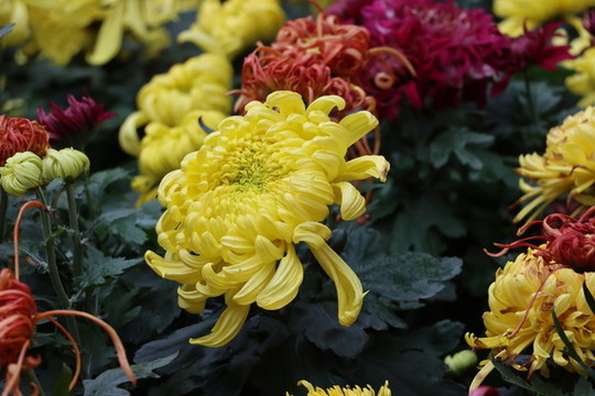 菊花