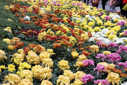 菊花