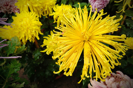 菊花