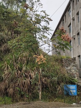 欒樹(shù)特寫