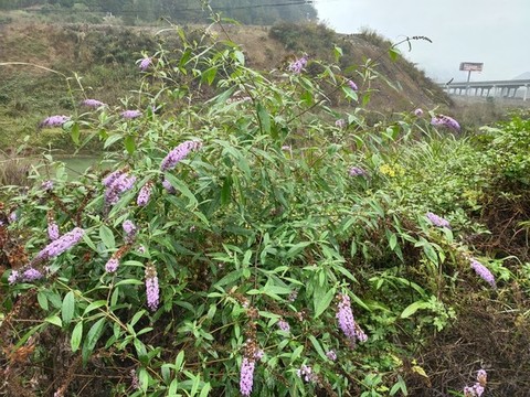 醉魚草植株特寫
