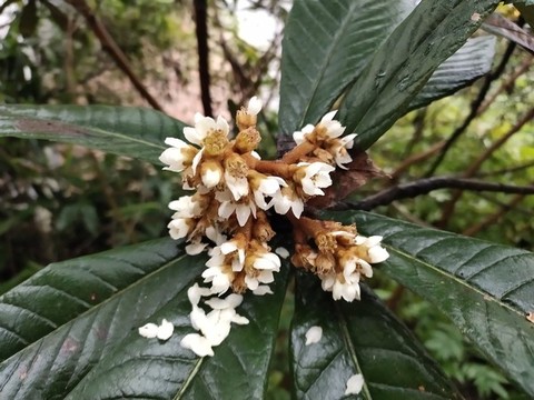 枇杷開花