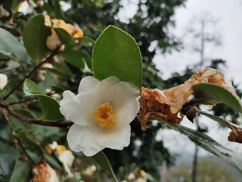 山茶花兒開