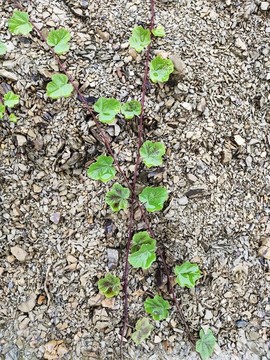 野生植物
