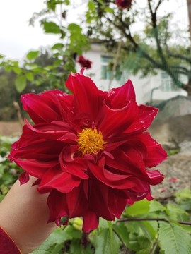 大麗花鮮花