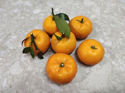 砂糖橘