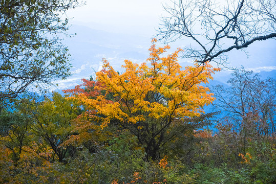 老君山楓葉