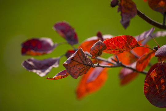 紅葉