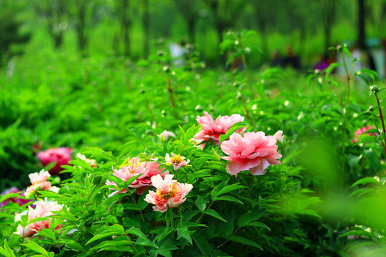 芍藥