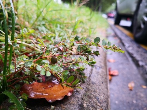 路邊小草