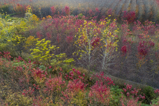 江蘇省淮安市白馬湖景區(qū)的紅楓林